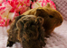 Sow Pair ready 21/11/26