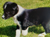 Top quality Border Collie Pups