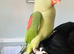 Baby hand tame Alexndrian Parrot