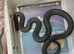 male mexican black kingsnake