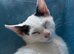 2 beautiful males needs to be rehomed