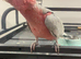 Galah cockatoo