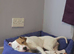 Beautiful American bulldog for rehome