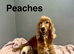 3 charming cockapoo available