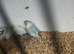 Lovely bonded pair of love birds
