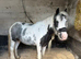 6 year old project mare