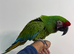 Silly tame millitary macaw