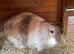 Beautiful colour mini lop