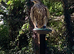 Male gyr-saker