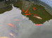 Large goldfish