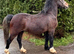 Grey Welsh sec c