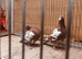 Mulemans racing pigeons available