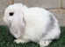Pure breed mini lop