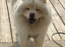 Male chow chow needing a new home