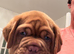 Dogue de Bordeaux puppies