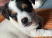 Jack Russell pupies