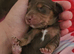 6 miniature dachshund puppies
