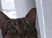 Bueno boy bengal