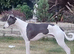 Beautiful KC Blue Whippet Puppies
