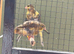 North Dutch frill canary
