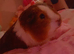 2 male guinea pigs, 11 month old