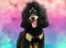 Introducing our KC Champion Bloodline, Black & Tan, Phantom Toy Poodle available for stud services.