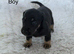 Pip jack Russel x Daxie puppies