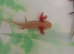 Axolotls for sale &pound;10 each