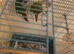 green cheek conures