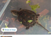 Snapping turtle