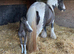 8month cob mare