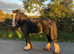 Ride and drive Black mare