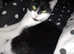 3 YEAR OLD MALE NEAUTERED CAT FOR SALE