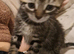 Adorable mixed litter of kittens
