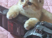 Scottish fold boys
