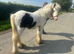 gypsy cob gelding 11,3 pony