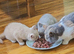 Beautiful  British shorthair girl ready for new hone