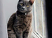 2 &times; British Longhair Adult Cats