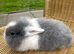 Baby bunnies ready to leave