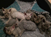 Pedigree TICA Devon Rex Kittens