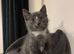 Russian blue READY FOR SALE