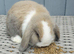 Beautiful baby mini lops