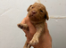 Miniature cockapoo puppies