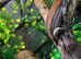 Red Stripe Gargoyle Gecko at Birmingham Reptiles