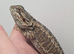 Baby bearded dragons