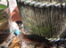 Female betta fish for adoption