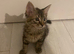 Kittens for sale
