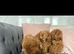 Cockapoo