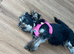 Yorkshire terrier x biewer terrier
