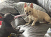 Female French bulldog